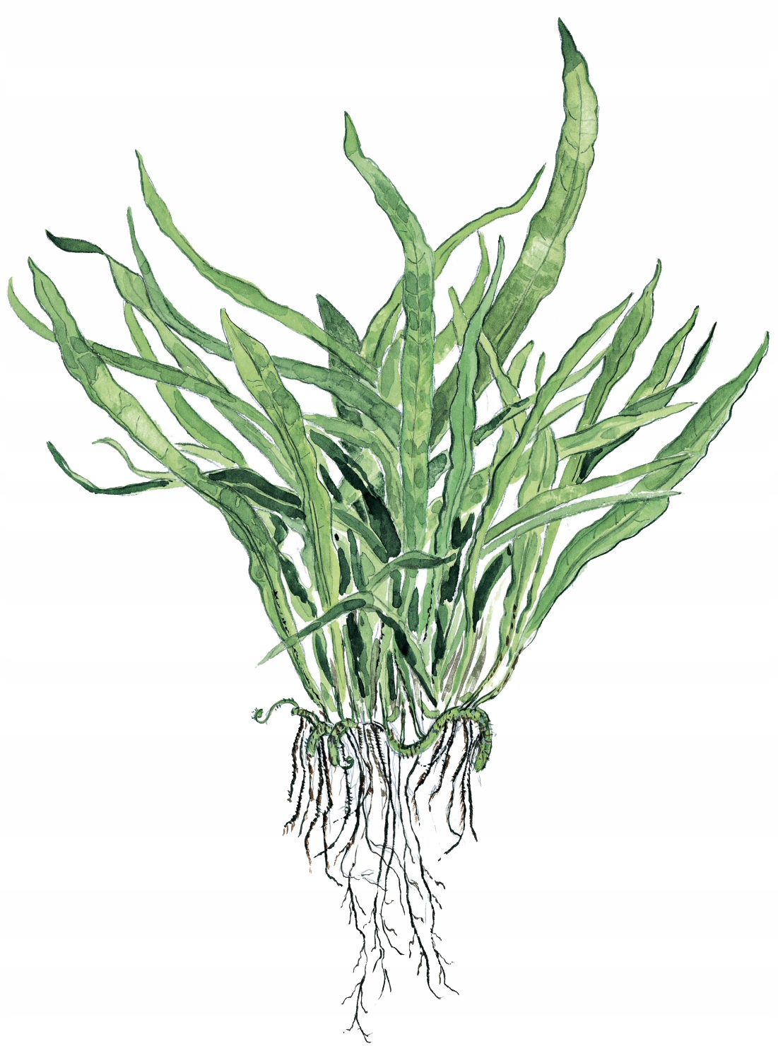 Microsorum pteropus Narrow TROPICA (PCS) - koszyk (opakowanie)