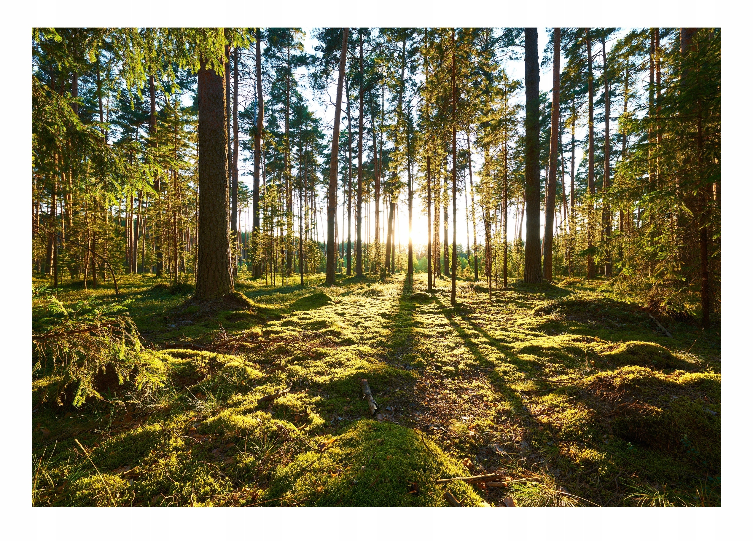 Fototapeta Sluneční Les Stromy Krajina 208x146