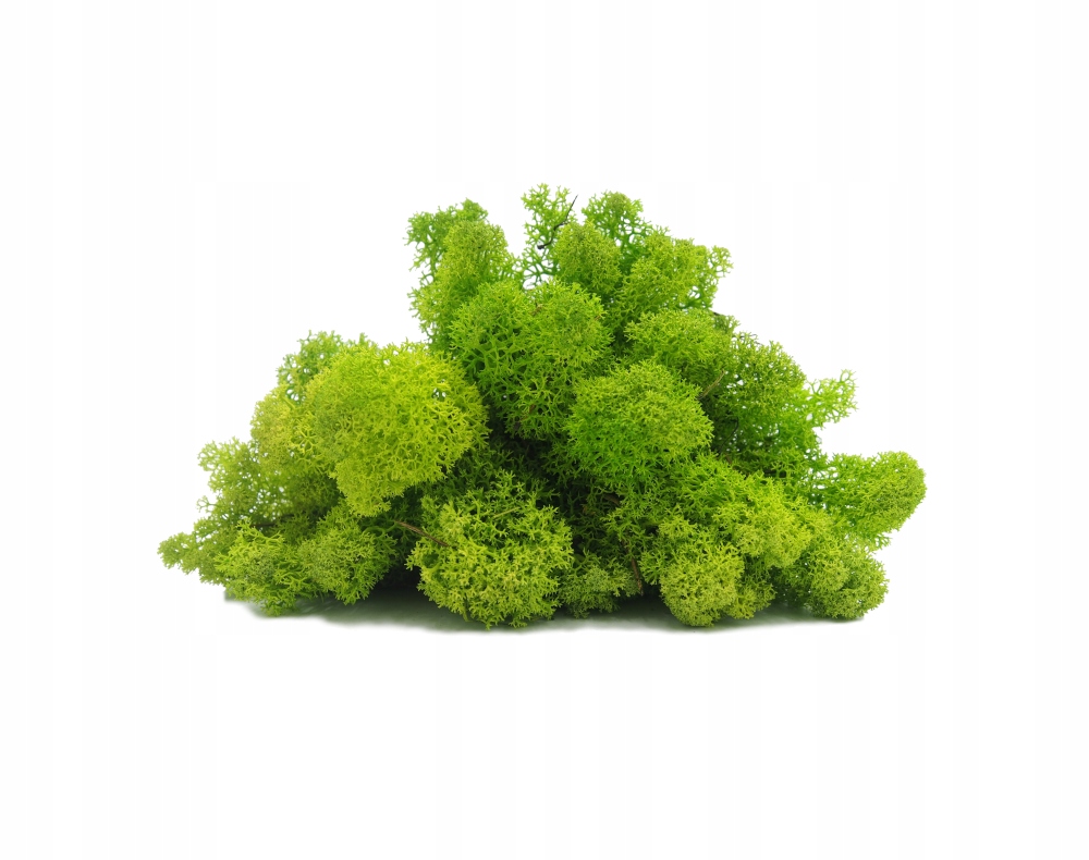 

Mech Chrobotek Reniferowy las dekoracyjny 100 g