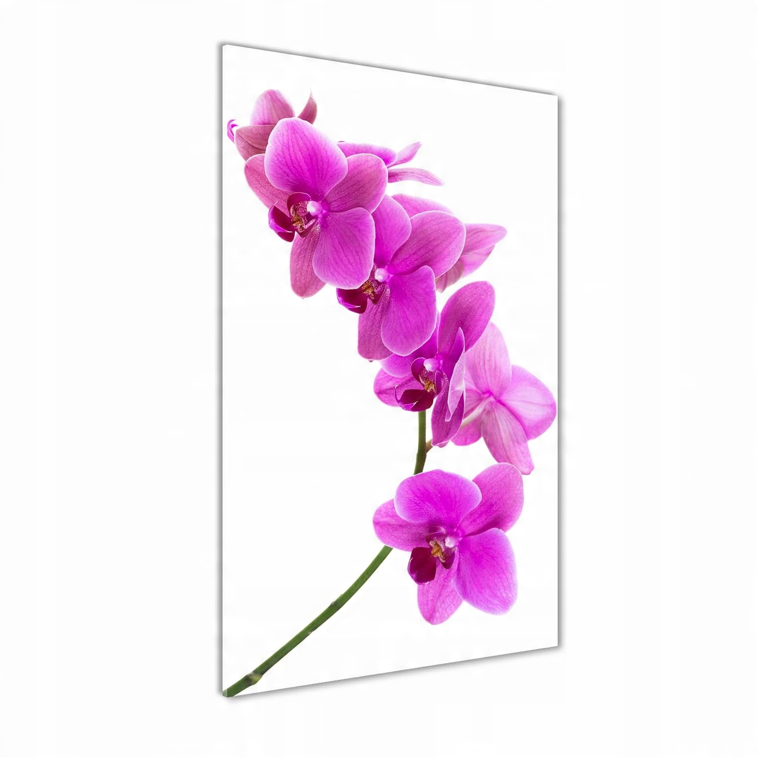 

Foto obraz szkło akrylowe Różowa orchidea 70x140cm