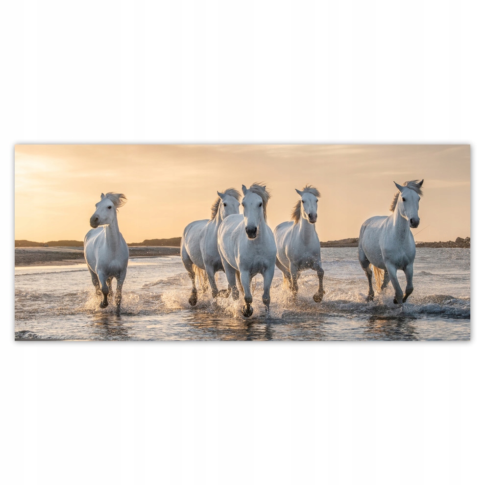 

Fototapety flizelina 211x91 Dzikie konie Horses