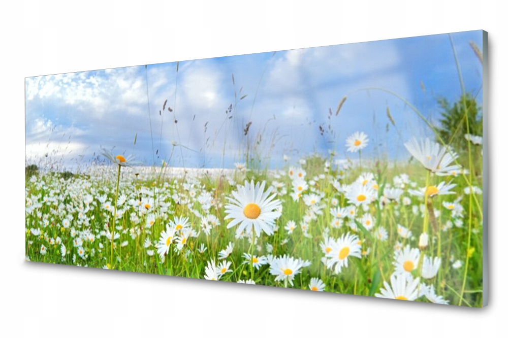 

Panel szklany do kuchni Łąka Stokrotki 125x50