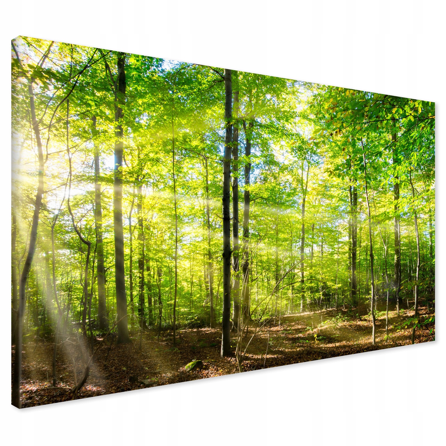 

Obraz na płótnie las drzewa 120x80
