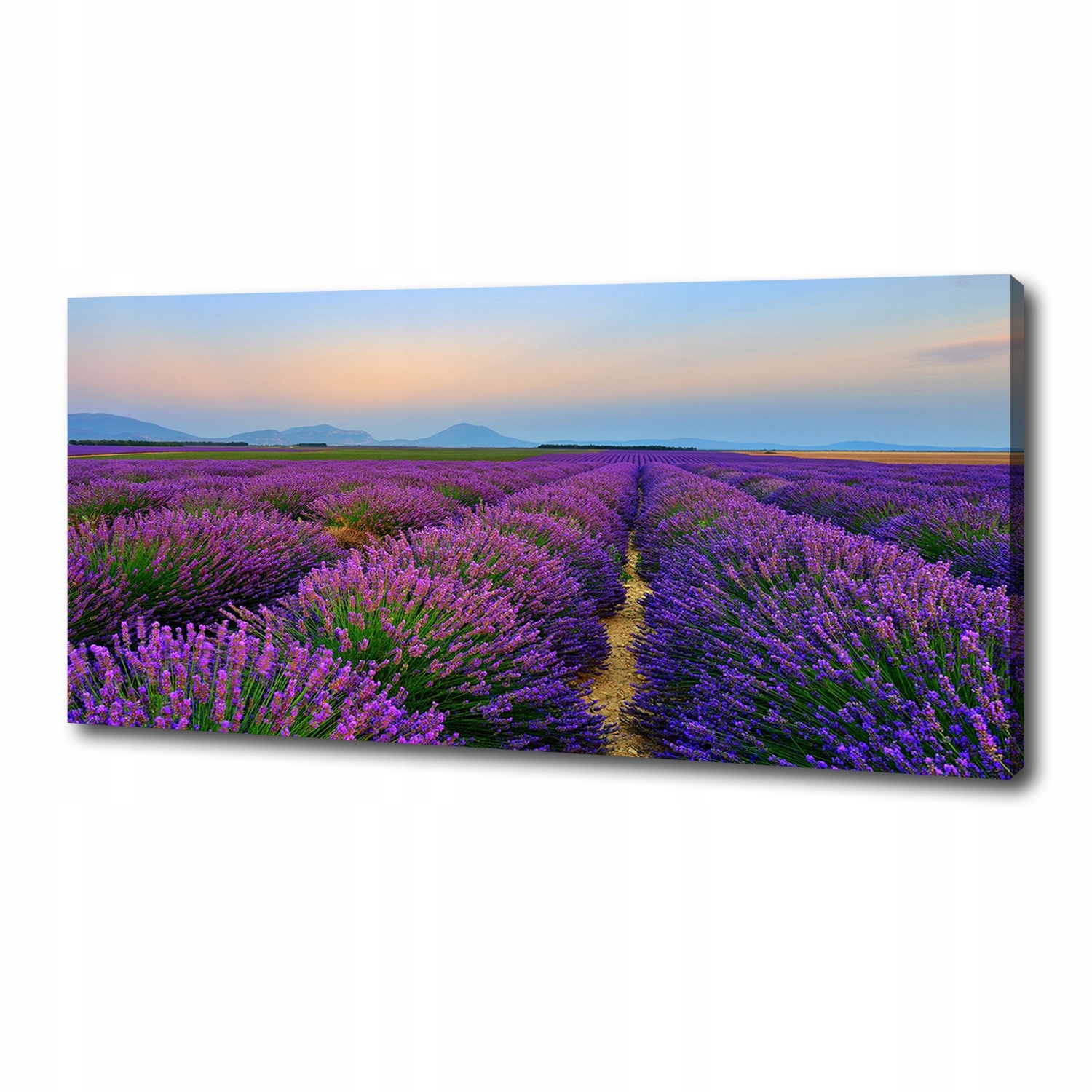

Foto obraz duży na płótnie Pole lawendy 125x50 cm