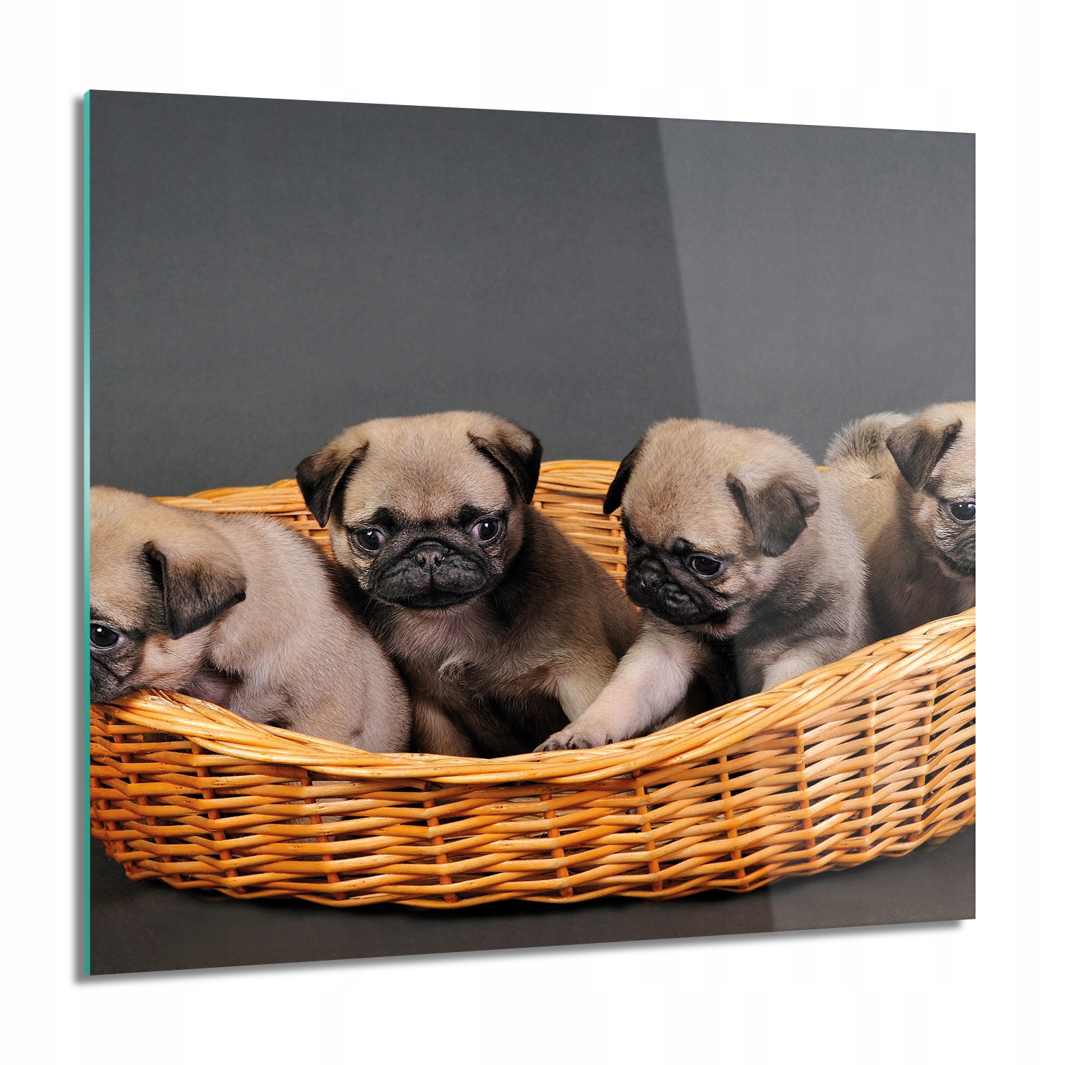 Mopsy szczeniaki Obraz szklany na ścianę 60x60 (010010010220100036723