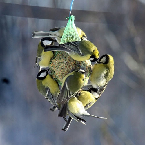 KULE TŁUSZCZOWE KARMA ZE SŁONECZNIK ZIARNO DLA DZIKICH PTAKÓW + KARMNIK Karmy specjalne nie dotyczy