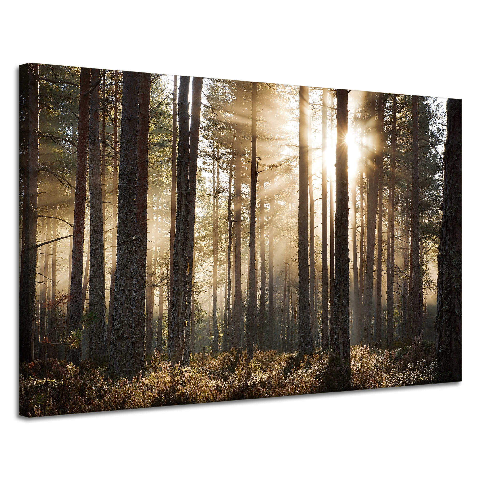 Obraz na plátně Slunce v lese Studené barvy Tráva 120 x 80 cm