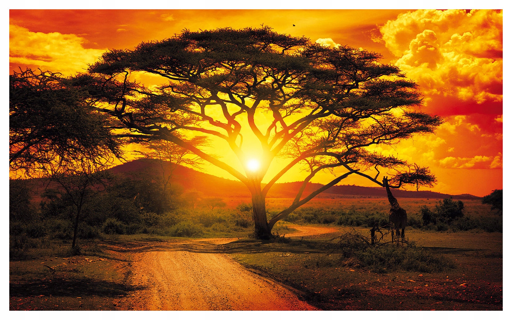 Fototapeta Žirafa Akácia Západ slnka Vinylová savana 254x184 lepidlo