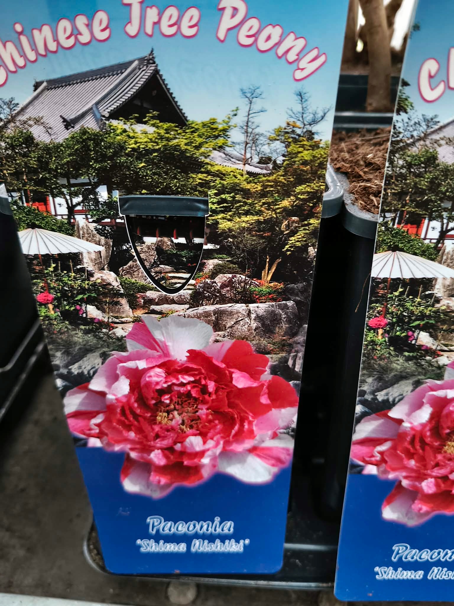 PIWONIA DRZEWIASTA PIĘKNO W TWOIM OGRODZIE DUŻE SADZONKI 2L