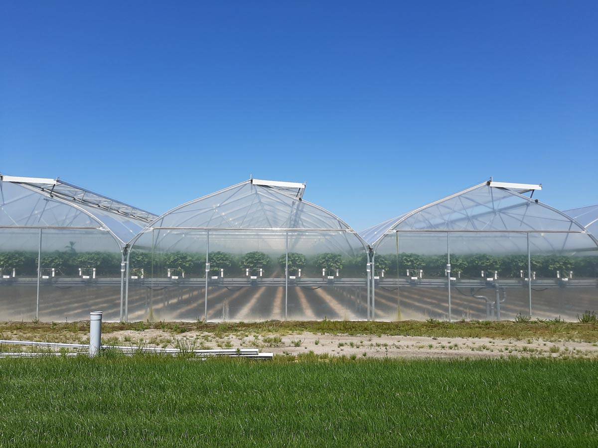 FOLIA TUNELOWA OGRODNICZA MOCNA 4-SEZONOWA OCHRONA UV 6x20m Wysokość produktu 0 cm