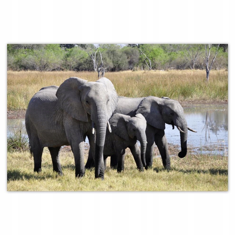 

Plakat 93x62 Rodzinka słoni