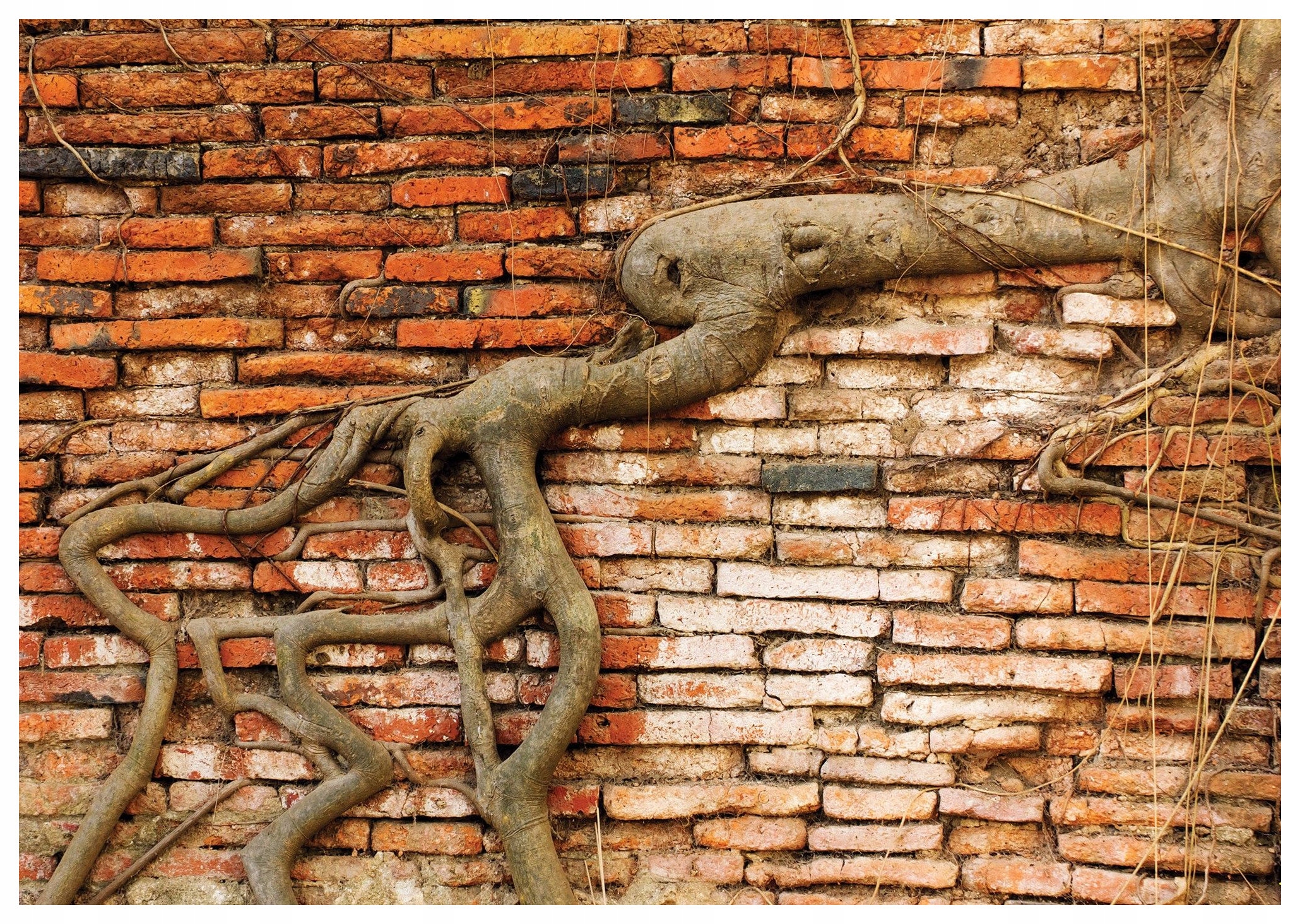 Fototapeta Tehla Korene Strom Loft Rustyk vinylová 416x254 lepidlo