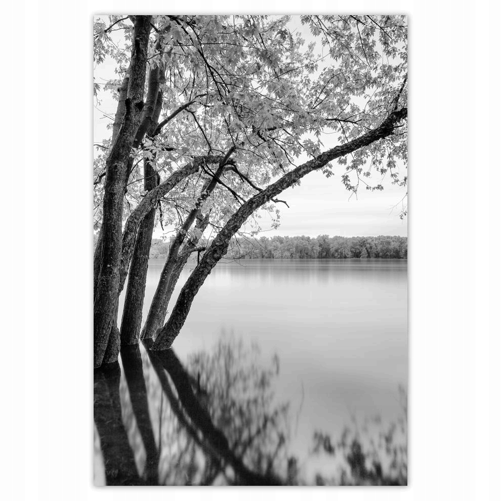 

Plakat 62x93 Drzewa Las Jezioro