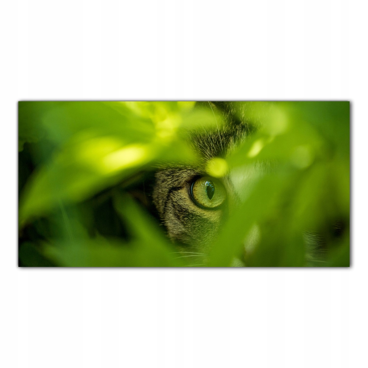 

Obraz Szklany Foto-obraz Kot Natura Zwierzę 140x70