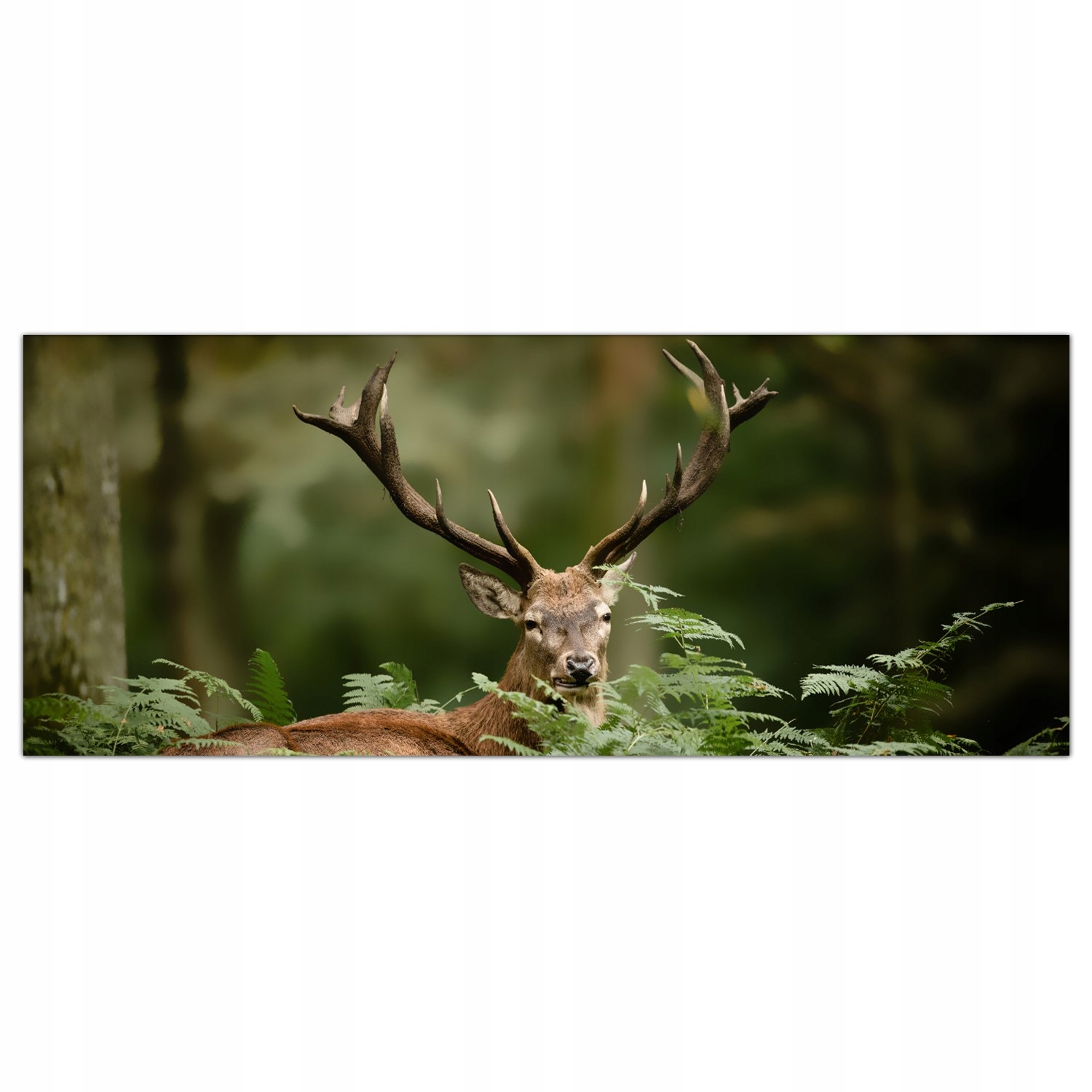 

Obraz Szklany Foto-obraz Dziki Jeleń Las 125x50