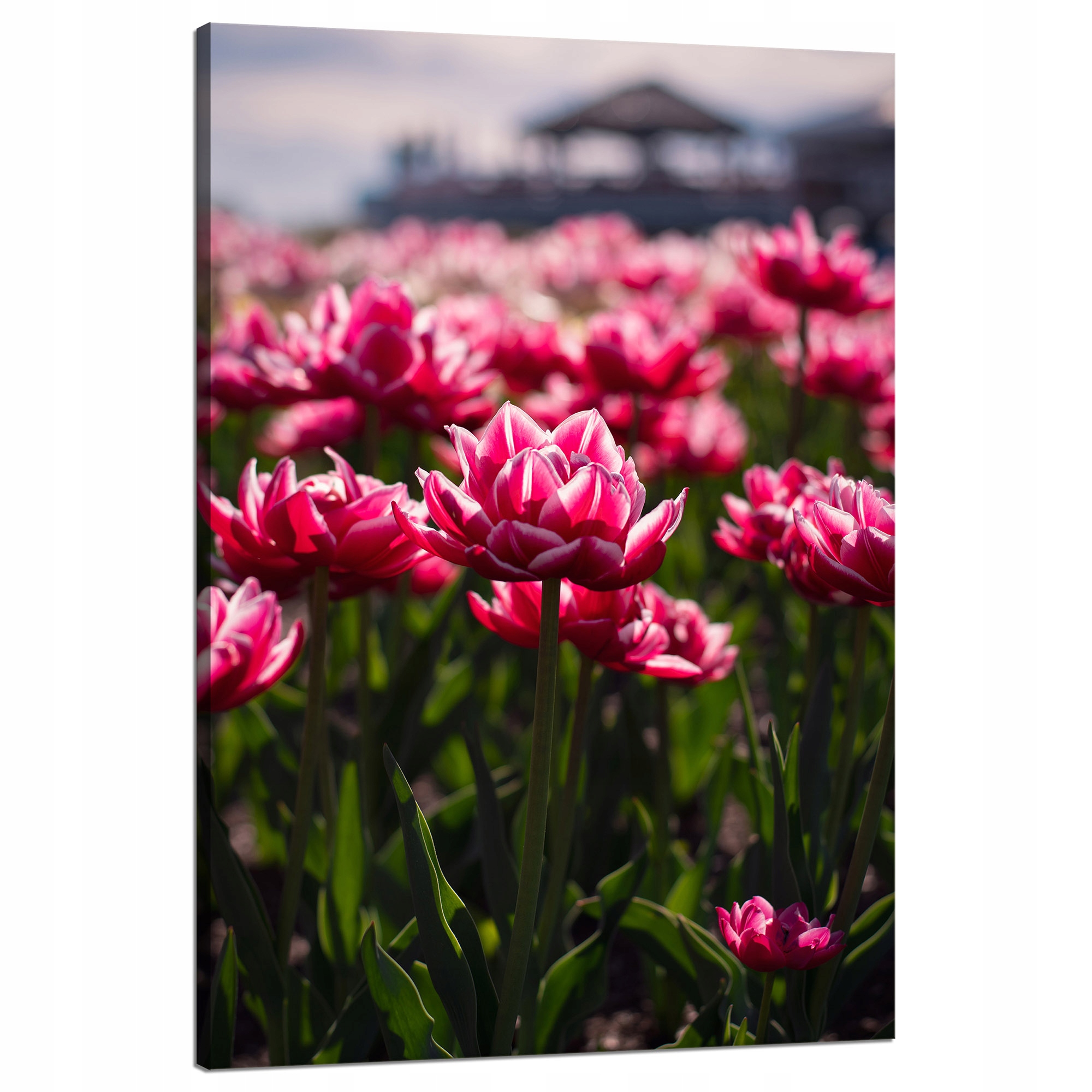 Obraz na plátně Botanika Pole tulipánů 80x120 cm