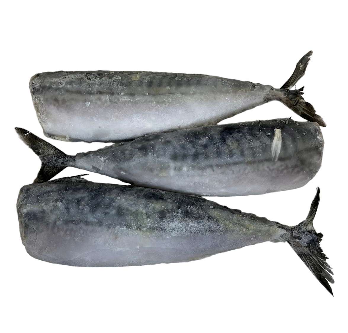 Makrela Tusza Bez Głowy Mrożona 5kg Dzika Ryba