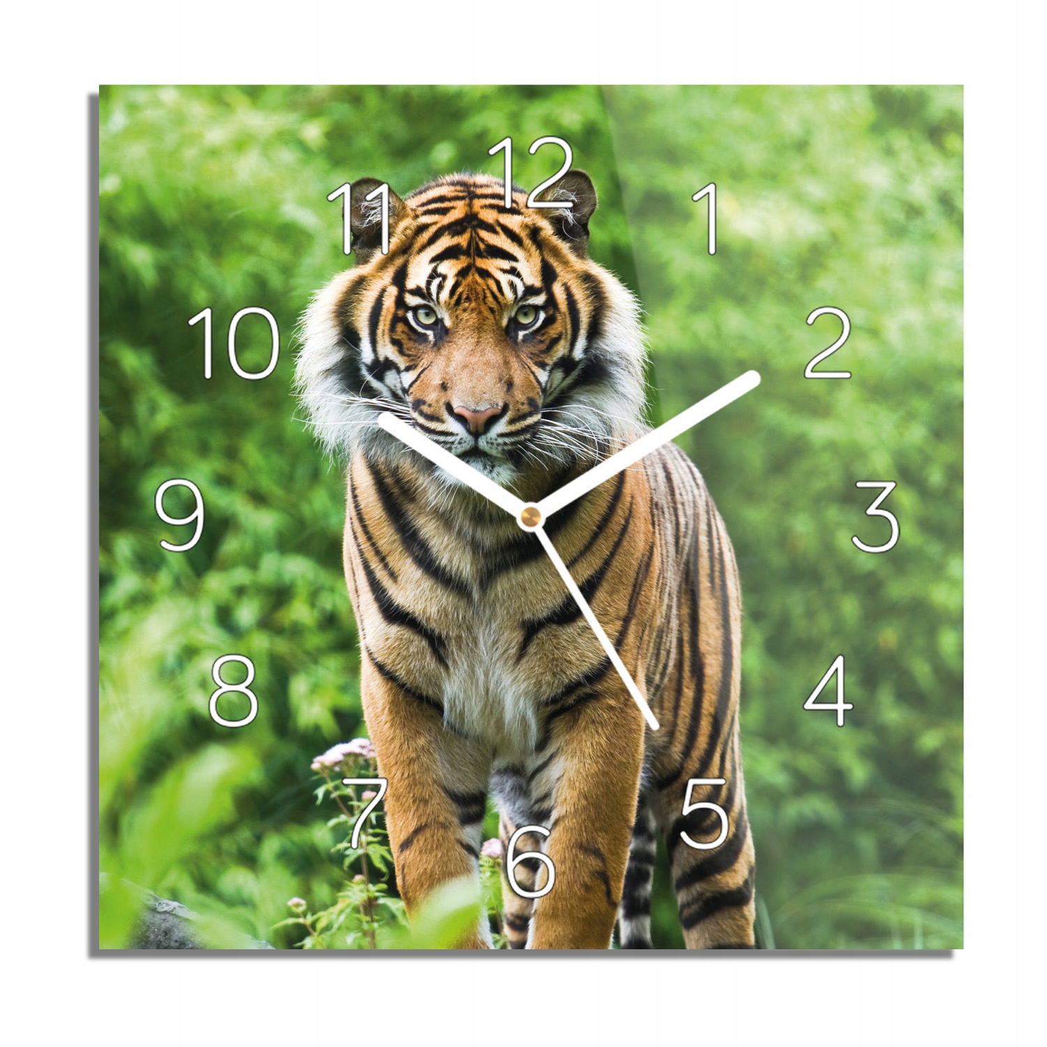 

Tygrys skała natura zegar na szkle do biura 30x30