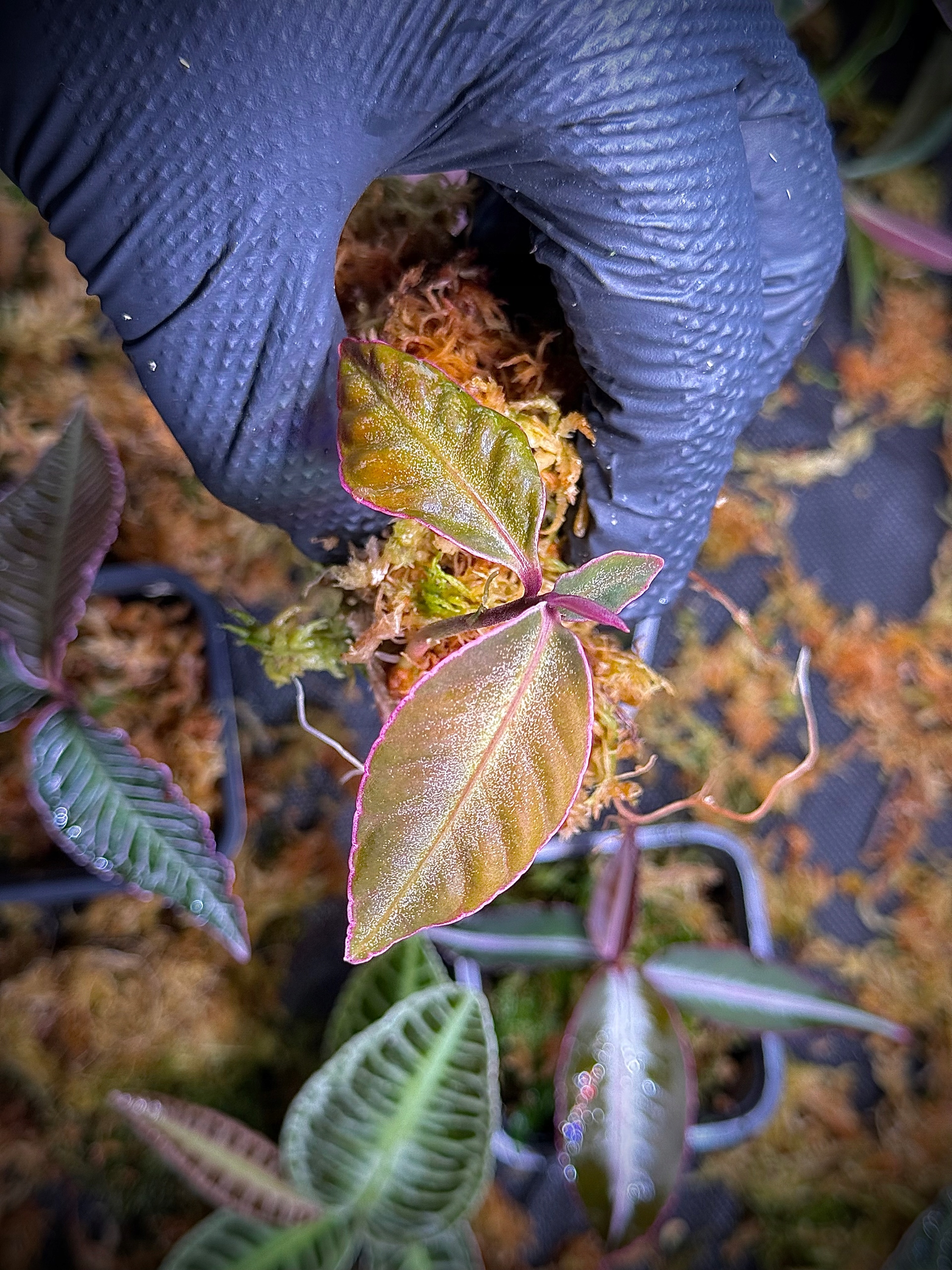 Ardisia Sanggau White Edge Roślina Terrarium Unikat ArkOfPlants