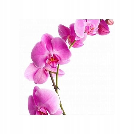 

Orchidea - pink - reprodukcja 40x40 cm