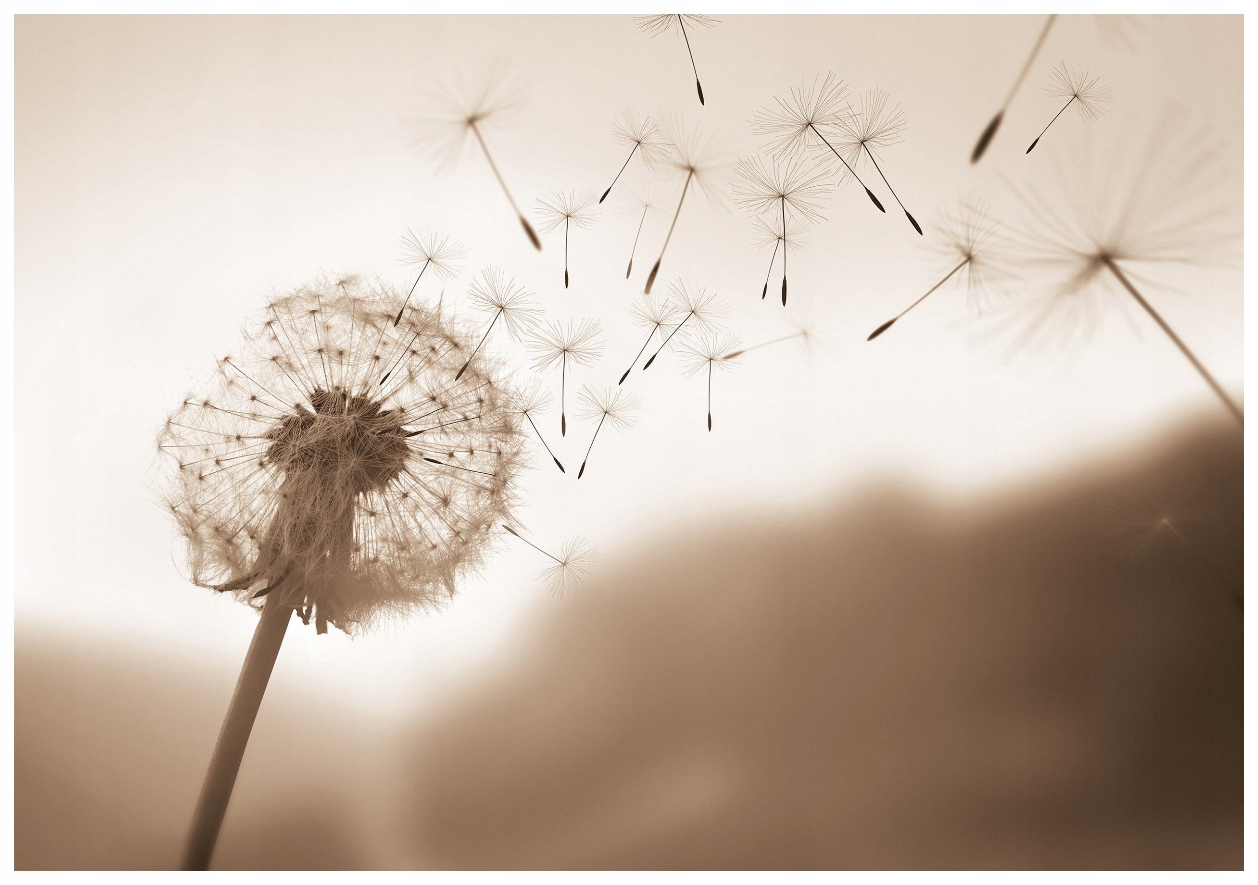 Fototapeta pampeliška ve stylu sépie, lehkost v béžových odstínech 312x219 lepidlo