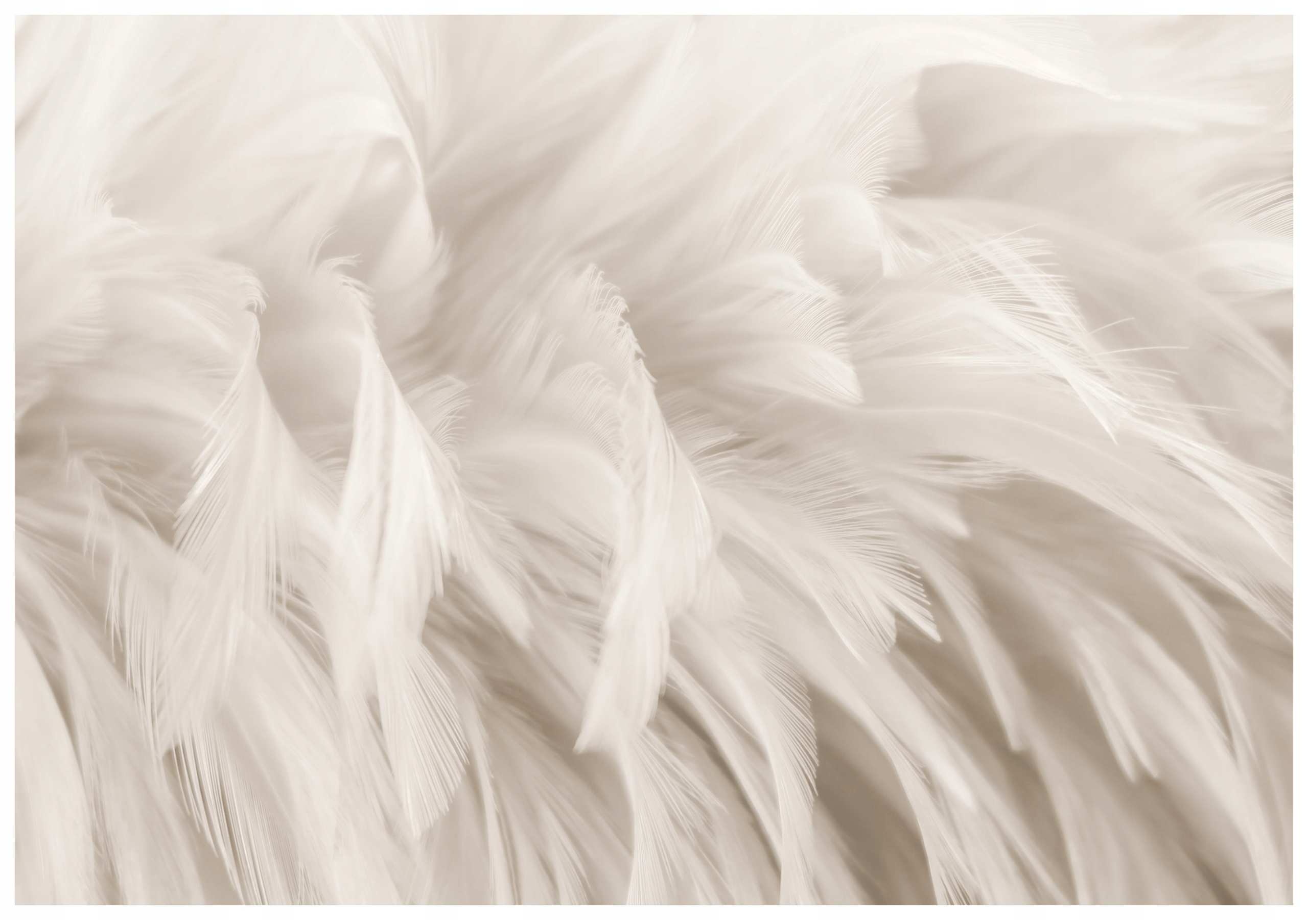 Fototapeta Biele Perie Jemná Textúra do spálne 520x318 lepidlo