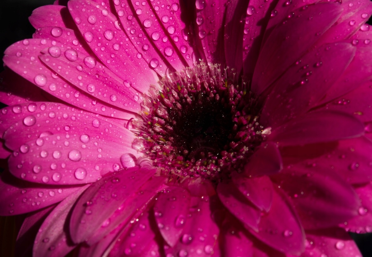 

Tapeta Flizelinowa Gerbera Fioletowy - 152x104