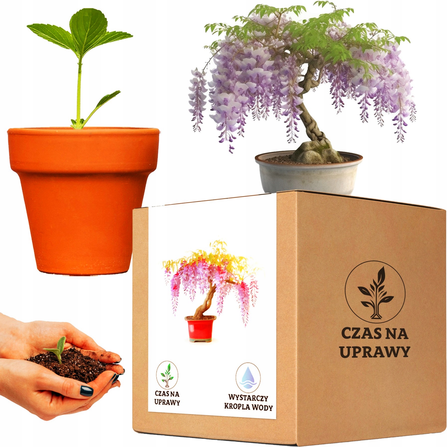 Súprava na pestovanie Bonsai Glycín China Wisteria