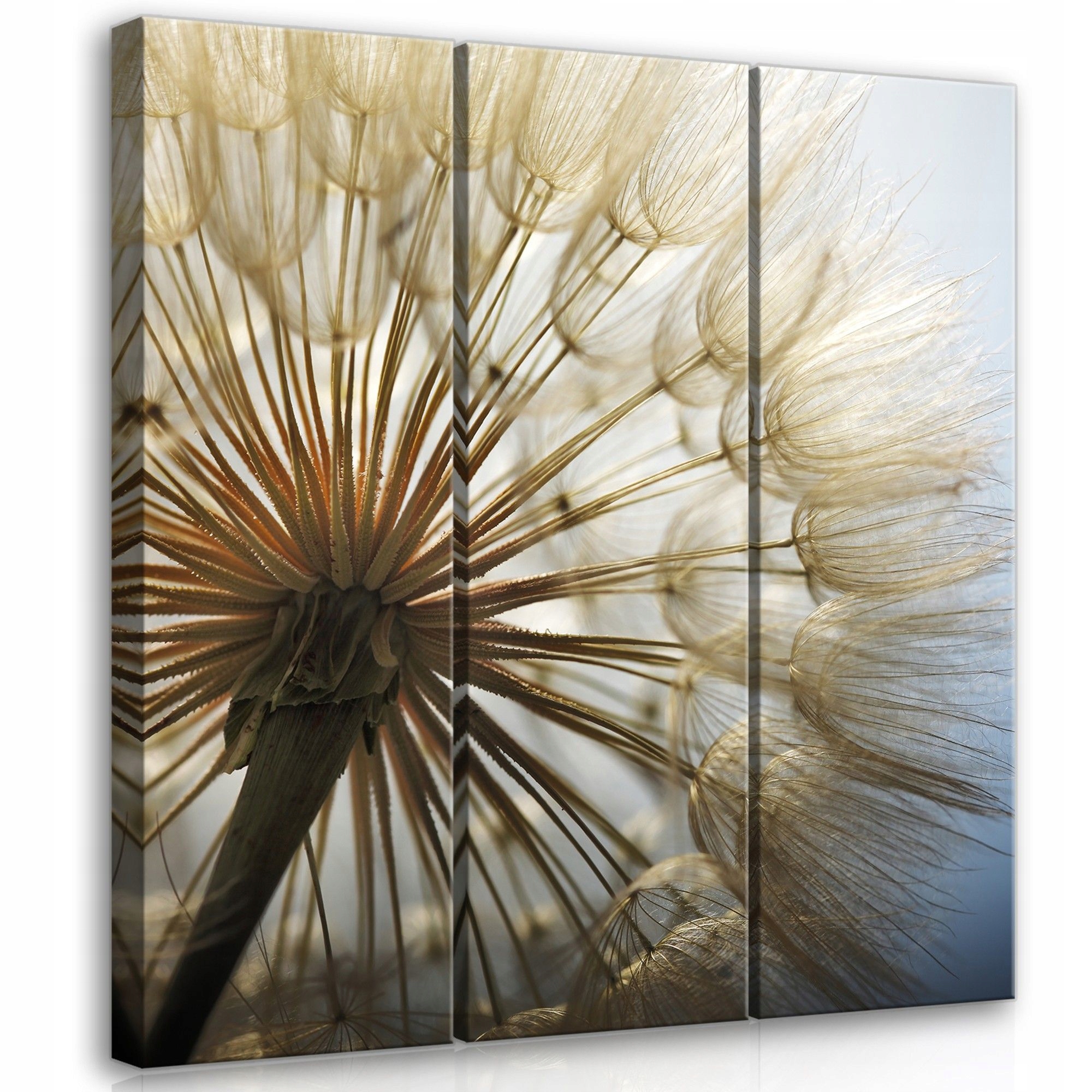 Obraz 90x100 Pampeliška lékařská peří semena let lehkost léto příroda makro