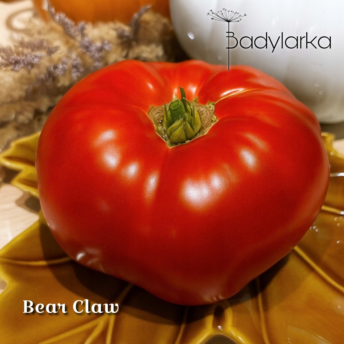 Pomidor Bear Claw - typ beefsteak