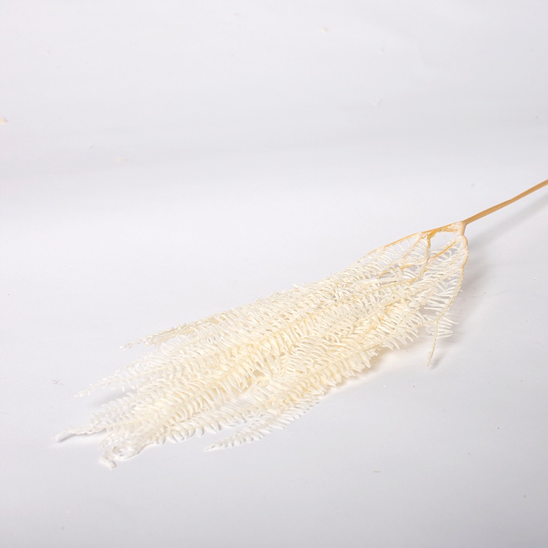 

Paproć stabilizowana biała suszone kwiaty