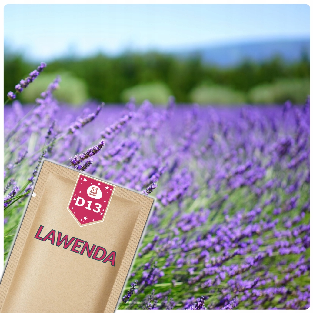 LAWENDA ROŚLINA WIELOLETNIA MIODODAJNA ZIOŁA NASIONA ZIÓŁ 0,2G 51Seed D13