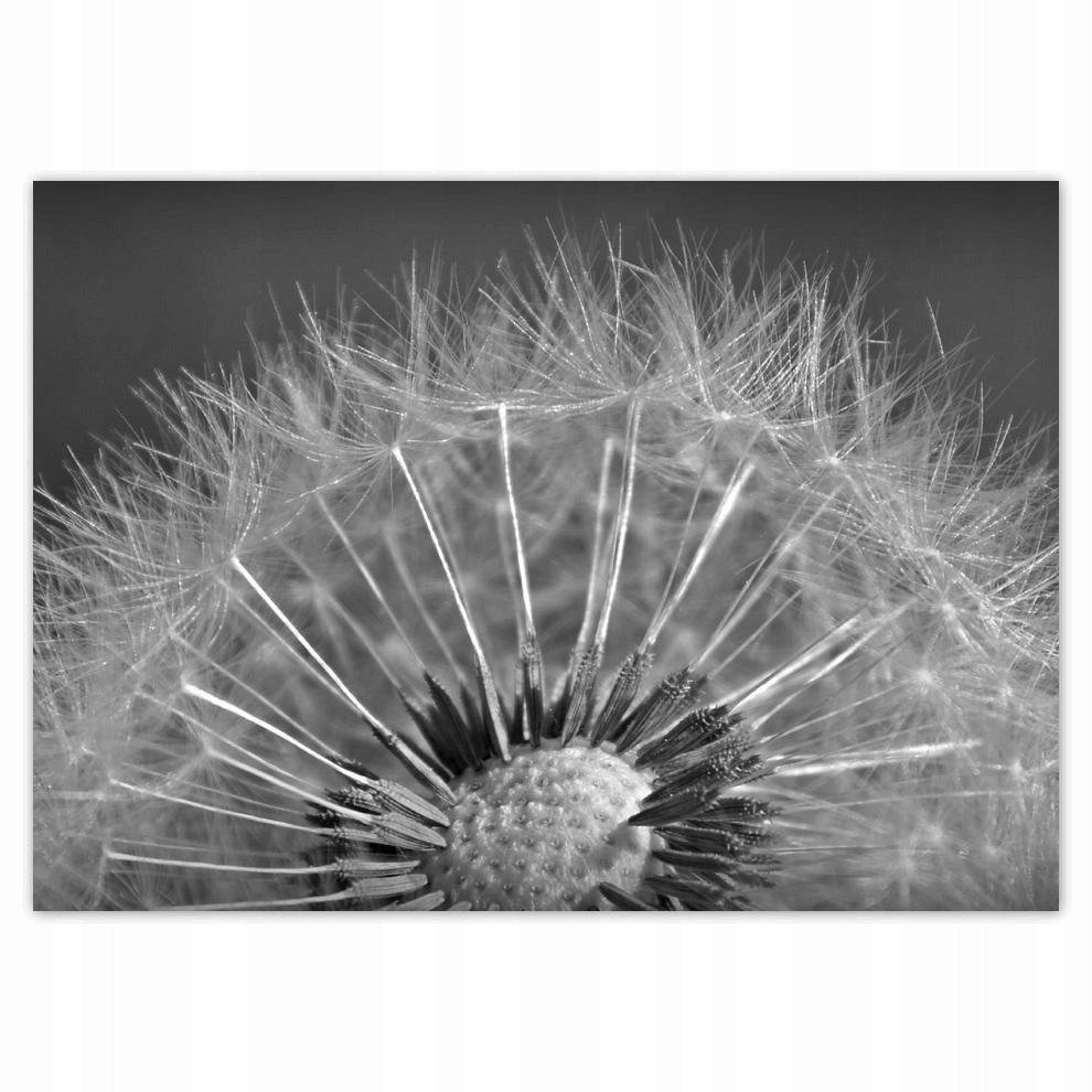 

Naklejki 70x50 Dmuchawiec Kwiat Kwiatki