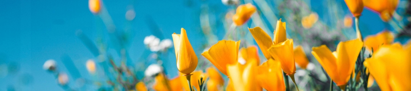 KRZESŁO BRAZYLIJSKIE FOTEL WISZĄCY HUŚTAWKA HAMAK Waga 2 kg