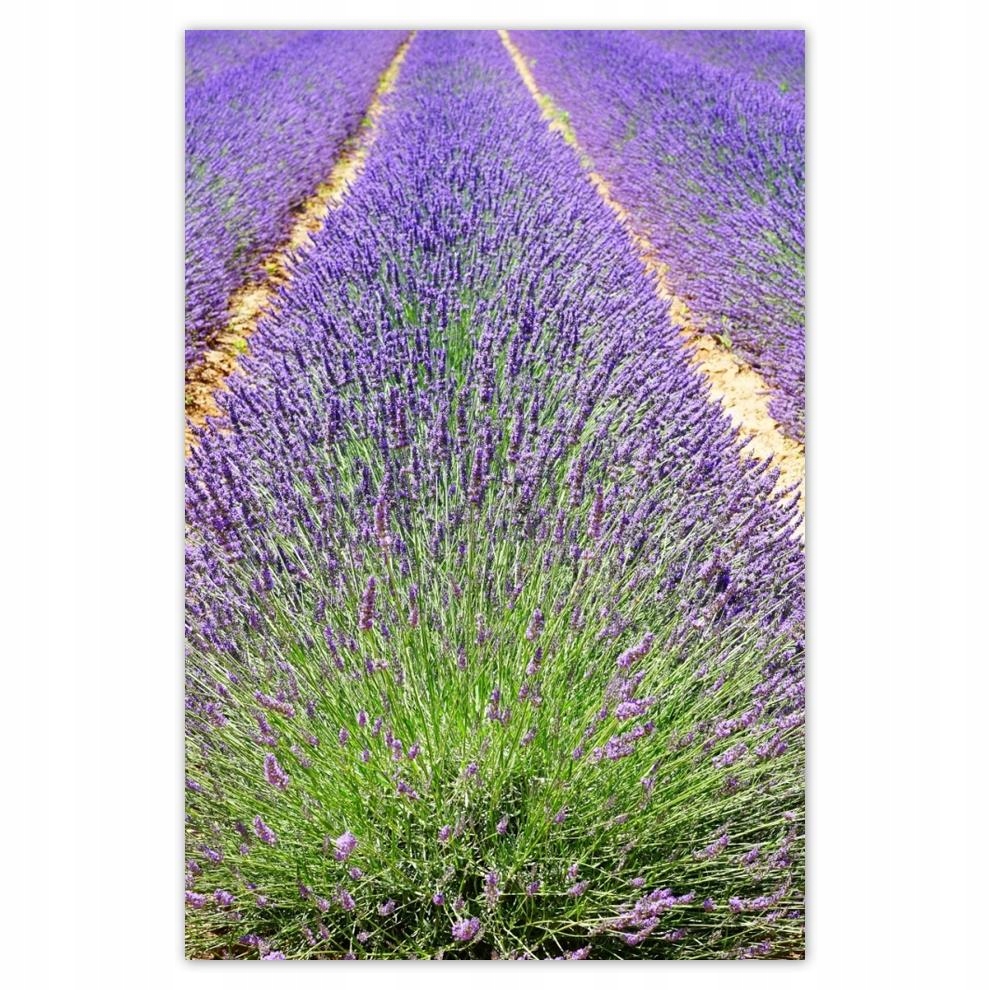 

Plakaty 40x60 Lawenda