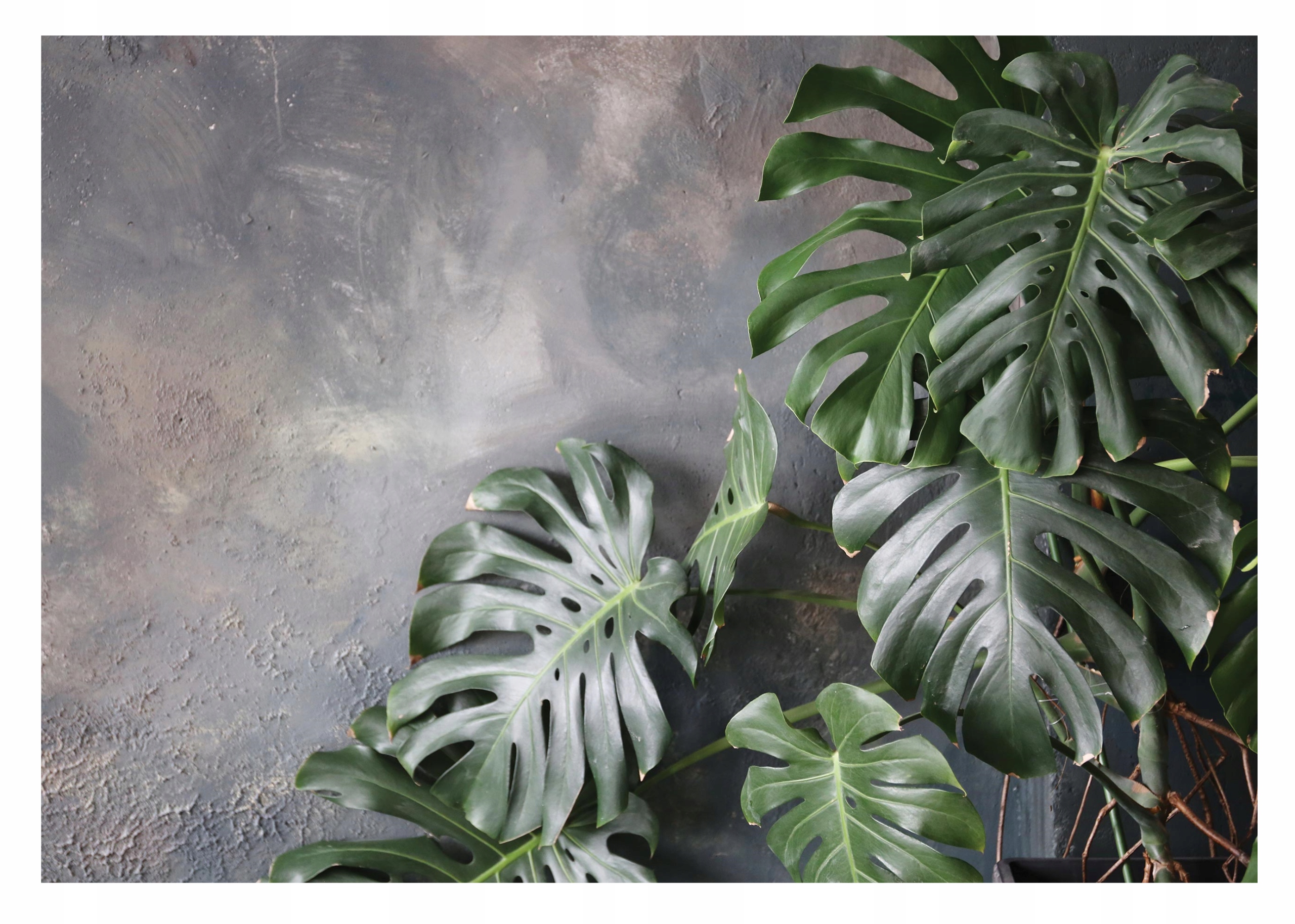 Fototapeta Listy Monstera Beton Vintage 254x184