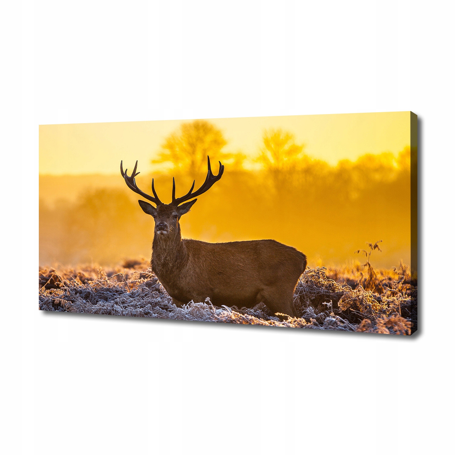 

Foto obraz na płótnie Jeleń wschód słońca 140x70cm