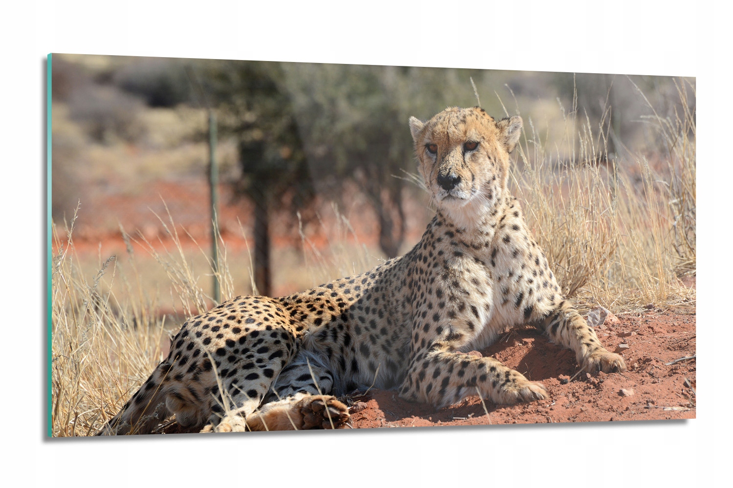 dekor Gepard rezervácia na stenu 120x60 moderný