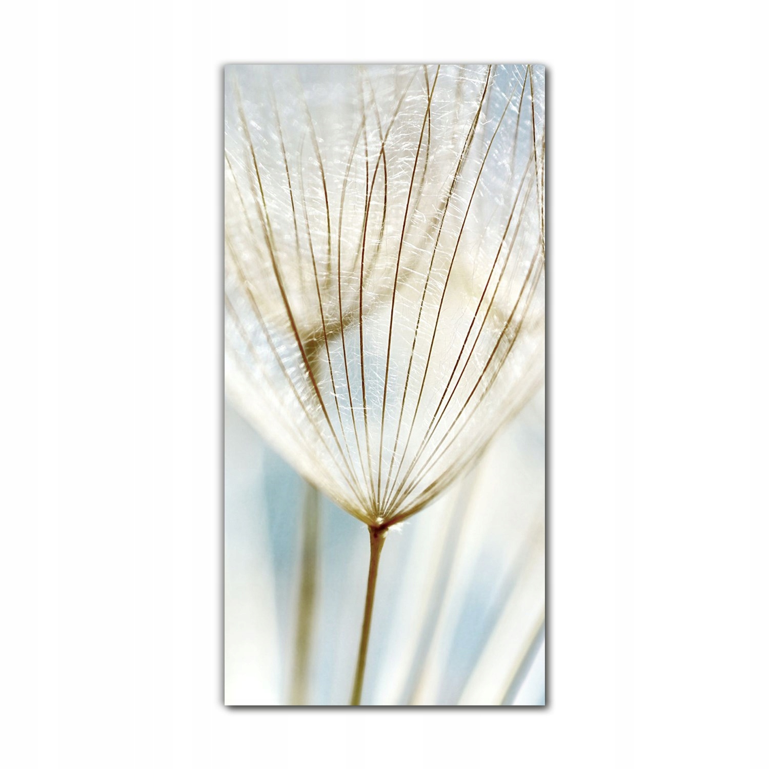 

Obraz na szkle do sypialni 70x140 cm Kwiatek mlecz