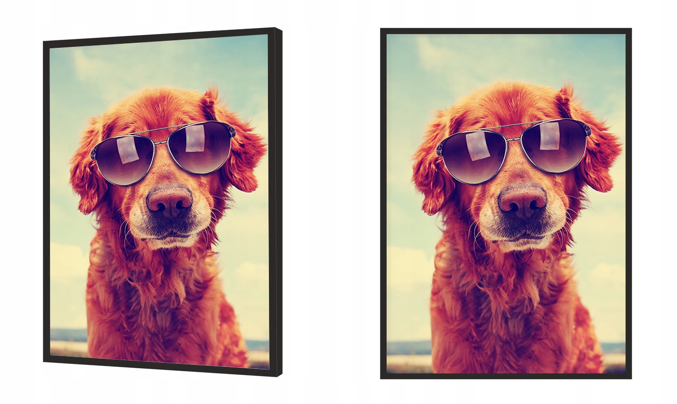 OBRAZ PLAKAT W RAMIE 33x43 cm Pies P1743 Liczba sztuk 1