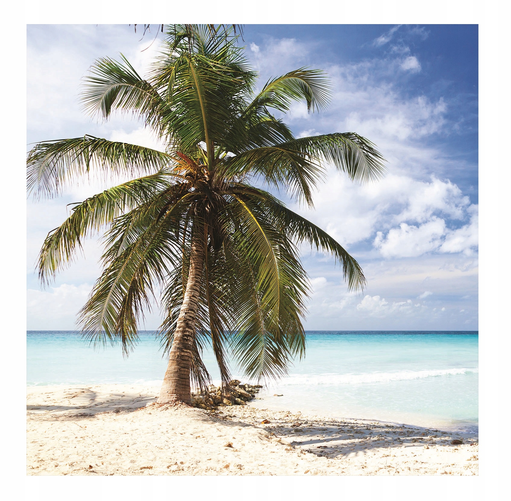 

Obraz Ścienny Palma Plaża Na Desce Salon 30x30