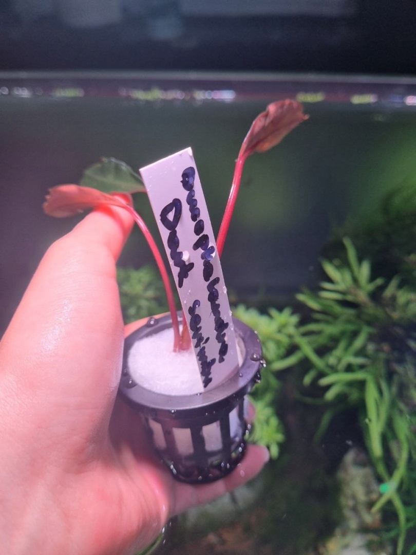 Bucephalandra Dark Serimbu unikat - koszyk