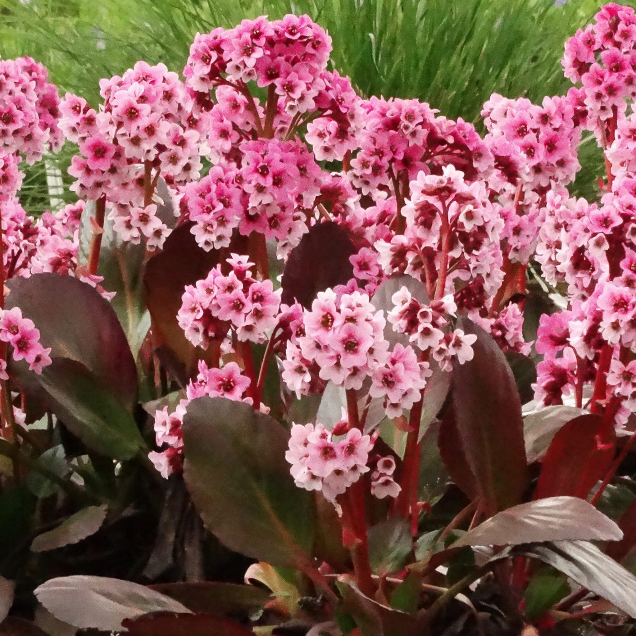 Bergenia Dragonfly 'Pink Dragonfly' 3 л без суеты в выращивании