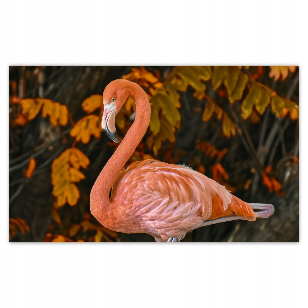 Fototapety flizelina 520x318 Piękny flaming