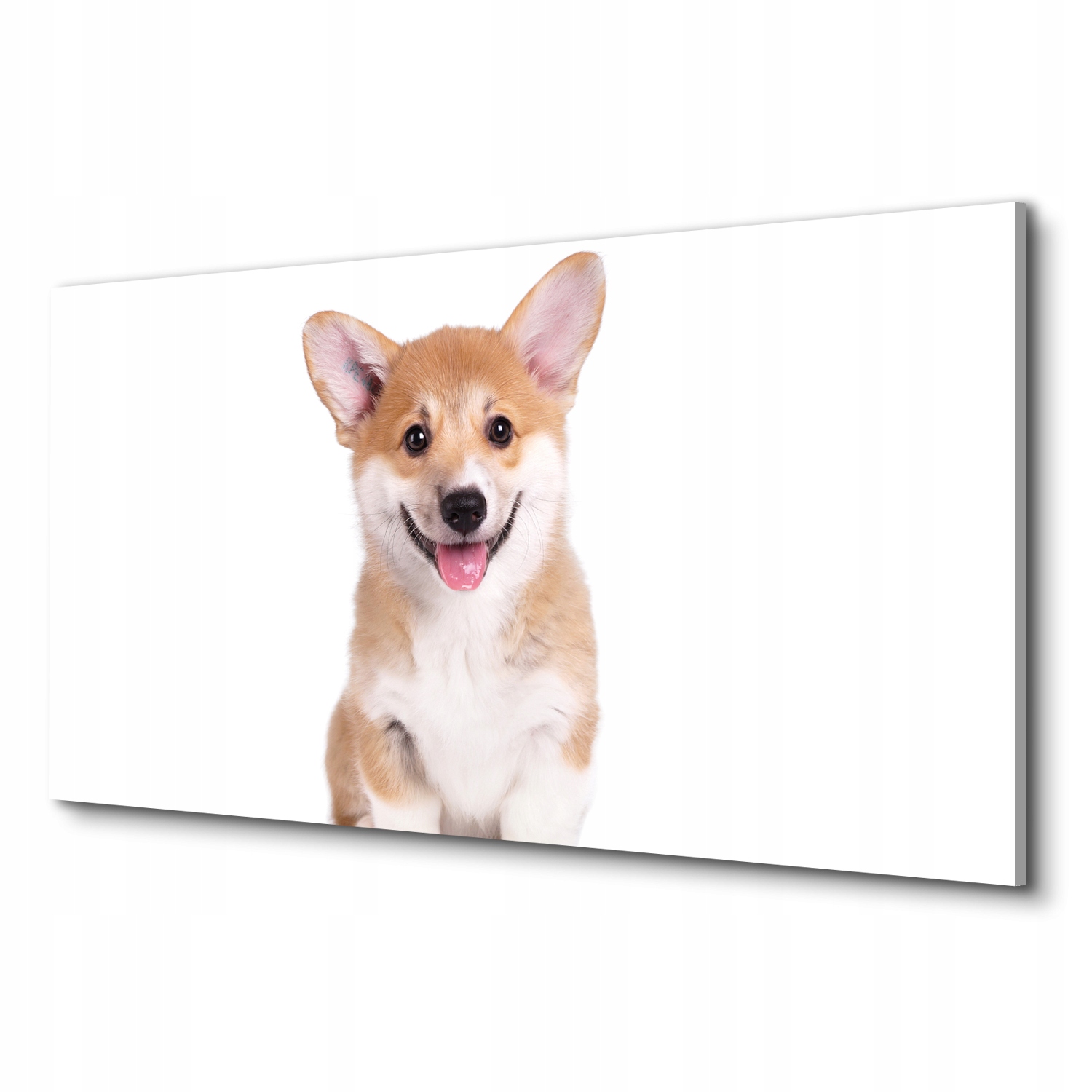

Obraz canvas do pokoju pies corgi szczenię 100x50