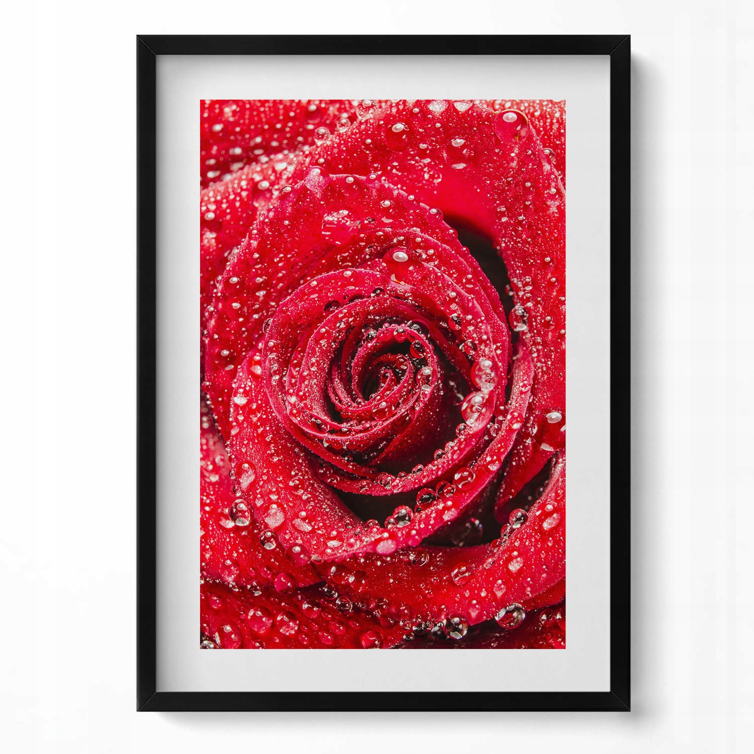 Dekorativní obraz v rámu na zeď Rosa na okvětních lístcích červené růže 50x70 cm