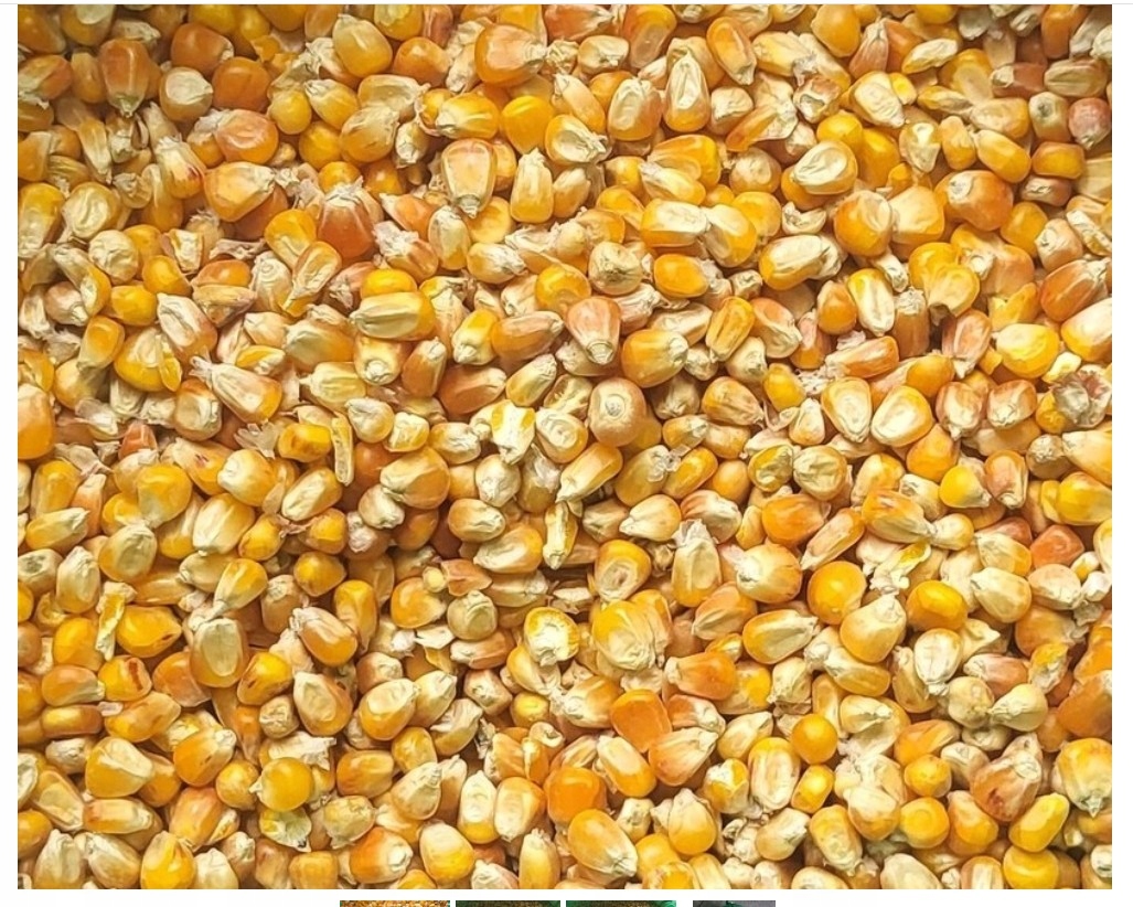 Kukurydza energetyczna na opał alternatywa pellet opałowy 450kg 14,5-17 Mj