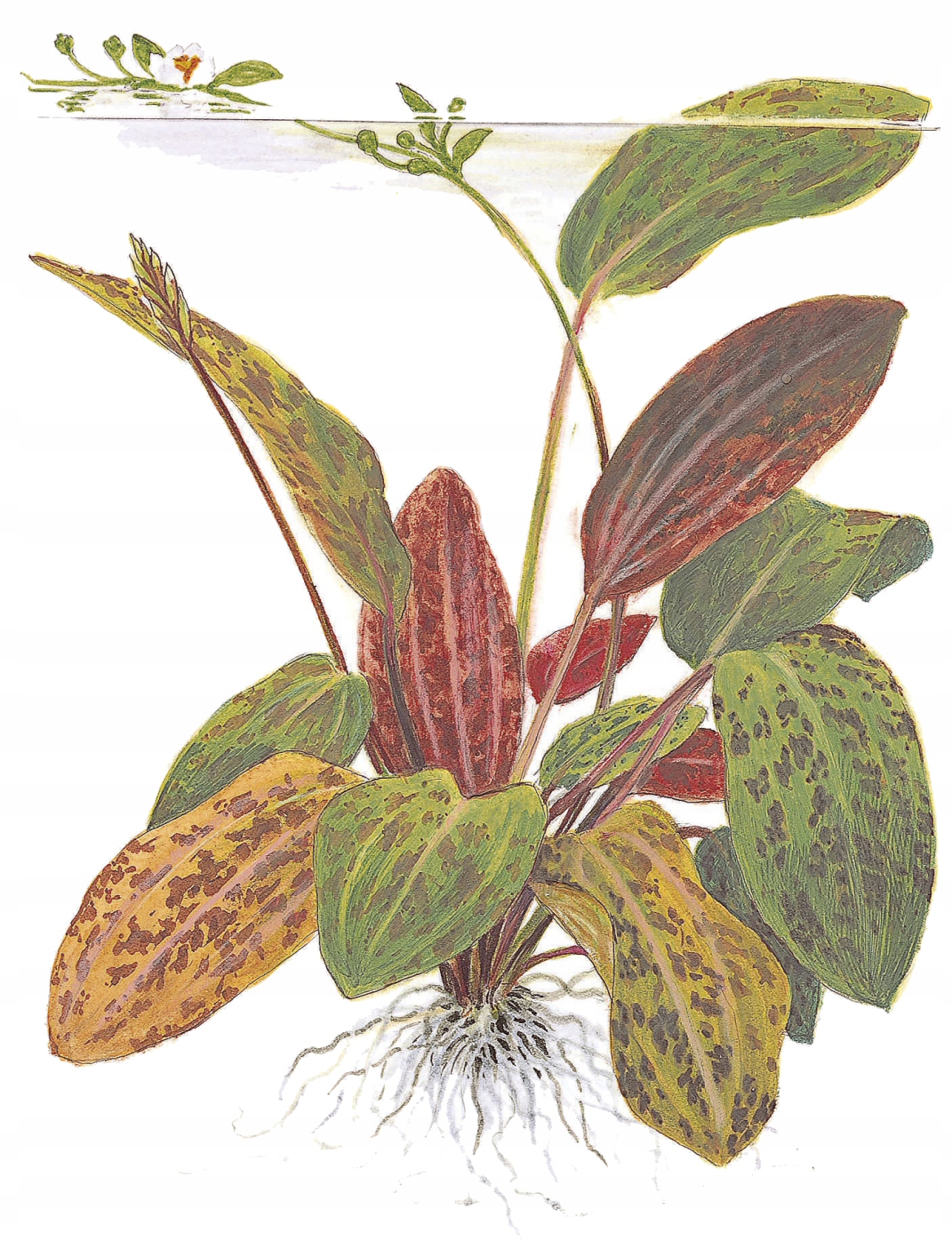 Echinodorus Ozelot - TROPICA (koszyk)