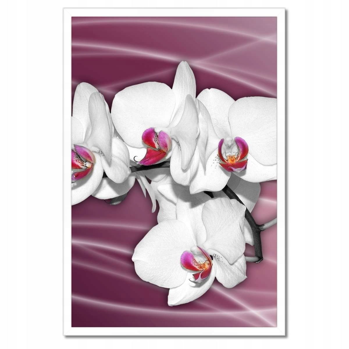 Plakáty v rámu 40x60 Krásná Orchidej Květiny