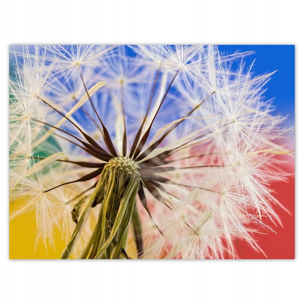 

Plakat 40x30 Dmuchawiec w kolorach